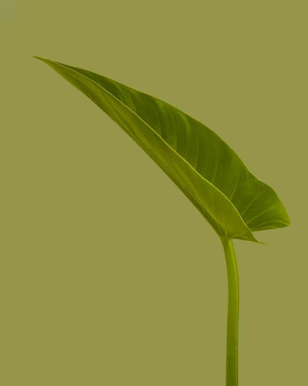 Image of a green earth or a recycling symbol
